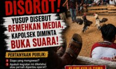 Sabung Ayam Sungai Mali Disorot! Yusuf Disebut Remehkan Media, Kapolsek Diminta Buka Suara