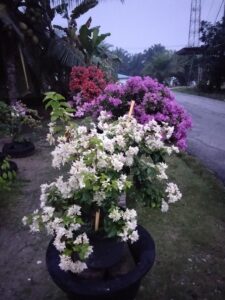 Foto Bougenville dihalaman pak yogi